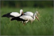 zu dritt... Weißstorch *Ciconia ciconia*, Störche während des Herbstzuges bei der Rast in NRW