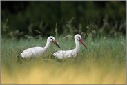 erfolgreiche Nahrungssuche... Weißstorch *Ciconia ciconia*, Jungstorch mit erbeuteter, ebenfalls junger Erdkröte