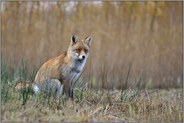 braves Füchslein... Rotfuchs *Vulpes vulpes* sitzt am Schilfrand eines Gewässers, gespannter Blick