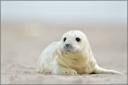 herzerweichend... Kegelrobbe *Halichoerus grypus*, neu geborenes Jungtier im Sand der Helgoländer Düne