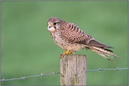 detailreich... Turmfalke *Falco tinnunculus* auf typischem Ansitz, sitzt auf dem Zaunpfahl einer Weide