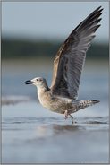 mit Anlauf... Heringsmöwe *Larus fuscus*, Jungvogel im Jugendkleid