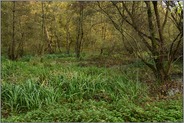 im Auwald... Herrenbusch *Meerbusch, Lank-Latum*, Blick Waschbenden nahe dem Buersbach, Buersbach-Auen