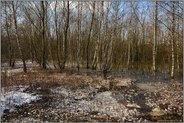 Winterhochwasser in den Auen... Niederrhein *Nordrhein-Westfalen*, Moorbirken im Bruchwald, Auwald am Rhein
