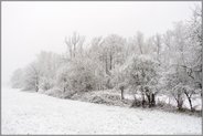 so schön its's im Winter... Meerbusch *Strümper Bruch*, Waldrand eines verschneiten Bruchwaldes im Rheinland