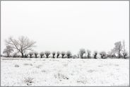 Kopfbaumreihe im Schnee... Meerbusch *Ilvericher Altrheinschlinge*, typische Landschaft am Niederrhein