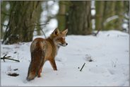 bei der Jagd... Rotfuchs *Vulpes vulpes*, Fuchs unterwegs im verschneiten Wald, dreht sich um, schaut angespannt zur Seite
