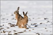 Winterhasen... Feldhase *Lepus europaeus*, zwei Hasen auf einem Acker im Schnee