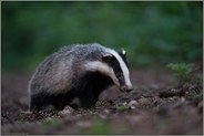 nachtaktiv... Europäischer Dachs *Meles meles* auf der Pirsch am Waldboden, bei nächtlicher Nahrungssuche