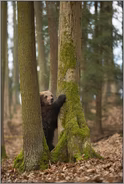 Fluchtverhalten... Europäischer Braunbär *Ursus arctos*, junger Bär im Wald steht aufgerichtet an einem Baumstamm